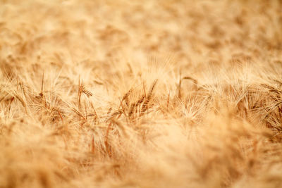 Close-up of wheat field