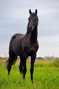 Horses in a field