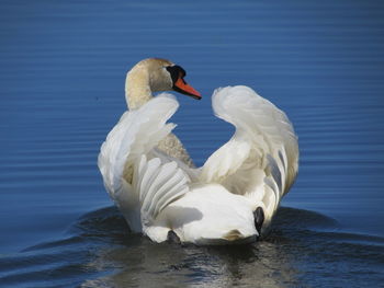 Swan swimming in lake