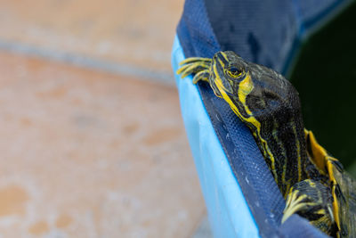 Close-up of water turtle 