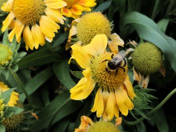 High angle view of bee on yellow flower