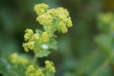 Close-up of plant