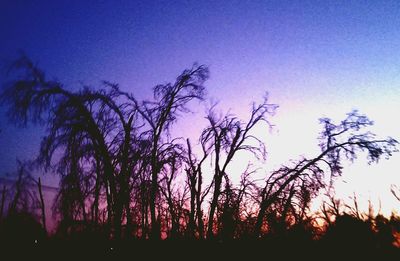 Silhouette of bare trees against sky at sunset