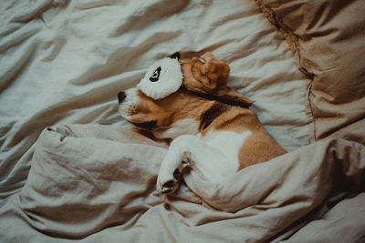 High angle view of dog relaxing on bed