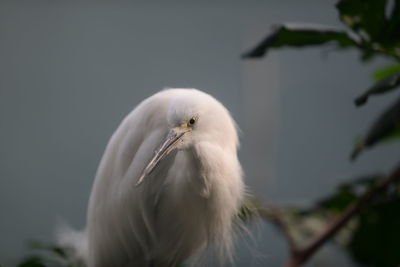 Close-up portrait of great white heron