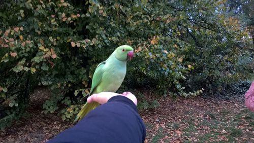 Close-up of bird perching on hand