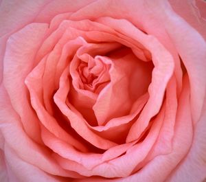 Close-up of pink rose