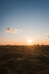 Scenic view of field against sky during sunset