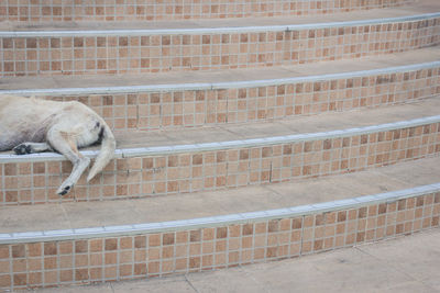 View of a cat against wall