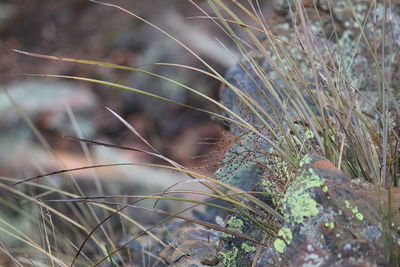 Close-up of dry grass on field