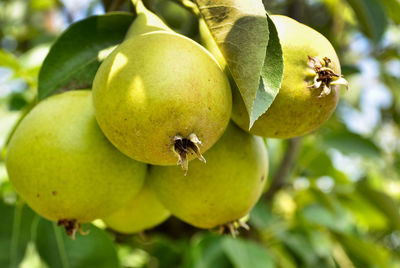 Close-up of fruits hanging on tree