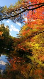 Trees in autumn