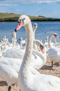 Swan in lake