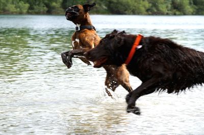 Dog running in water