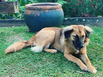 Dog relaxing on field