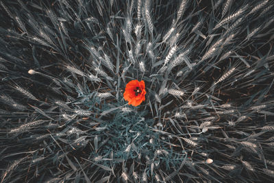 High angle view of ladybug on flower