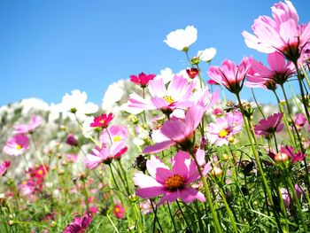 Close-up of pink flowering plant against clear sky