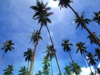 Low angle view of palm trees against sky