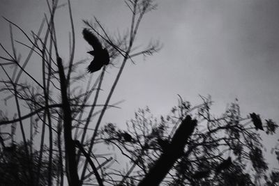 Low angle view of silhouette bird flying against sky