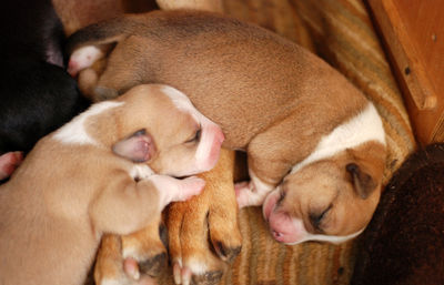 High angle view of puppy sleeping on blanket