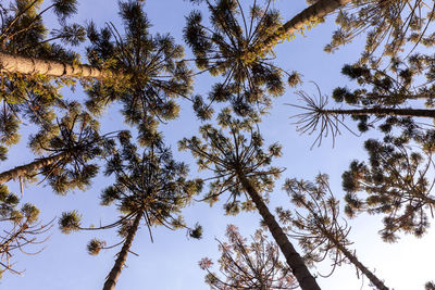 Low angle view of palm trees against clear sky