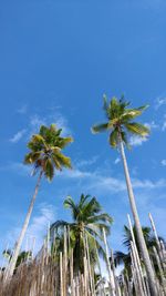 Low angle view of palm trees against blue sky