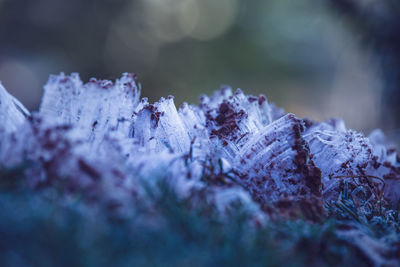 Close-up of frozen flower