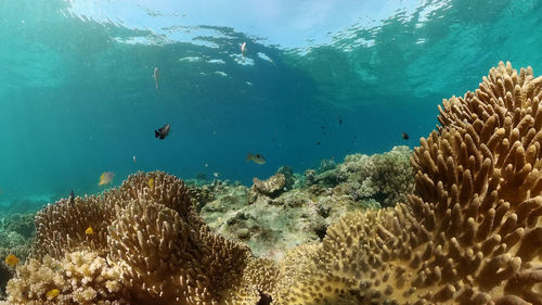 underwater