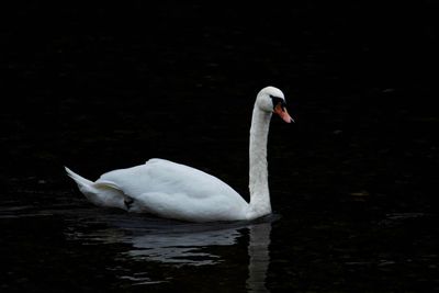 Swan swimming in lake