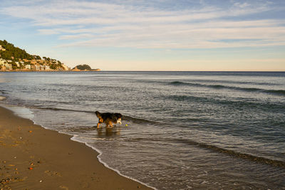 Dog on the beach