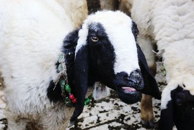 Close-up of sheep