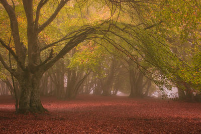 A magical forest of the marche where nature reigns supreme with secular beech trees