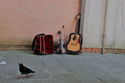 View of a bird playing guitar