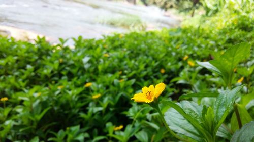 Close-up of yellow flowers