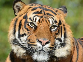 Close-up portrait of tiger