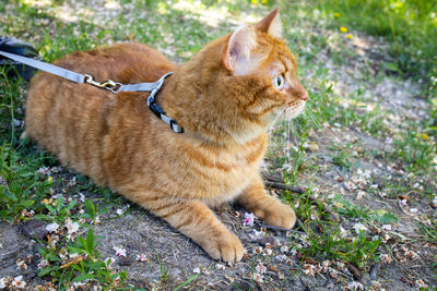 Cat standing on field