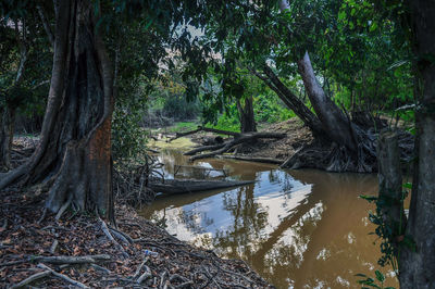 Reflection of trees in lake