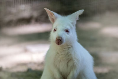 Portrait of white cat