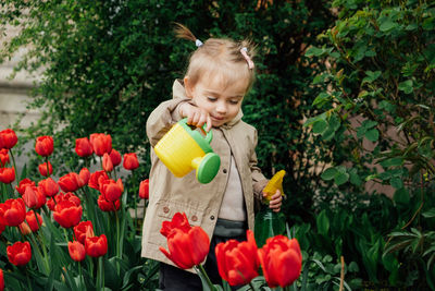 Spring gardening activities for kids. cute toddler little girl in raincoat watering red tulips