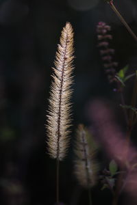 Close-up of plant