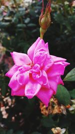 Close-up of pink rose flower
