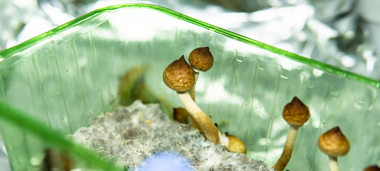 CLOSE-UP OF MUSHROOM GROWING ON PLANT