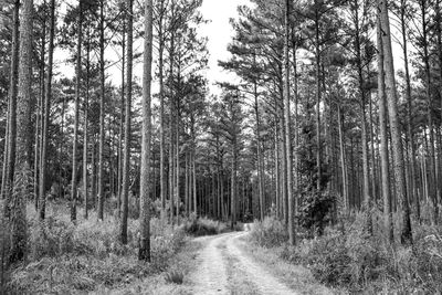 Dirt road amidst trees in forest