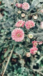 Close-up of flowers blooming outdoors