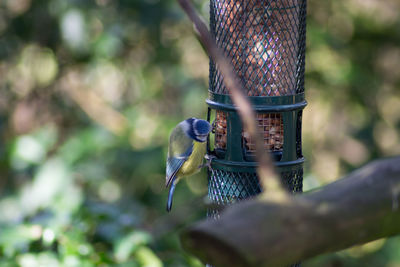 Close-up of bird perching on feeder