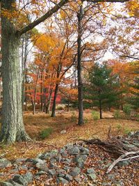 Scenic view of forest during autumn