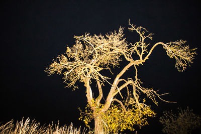 Low angle view of illuminated tree against sky at night