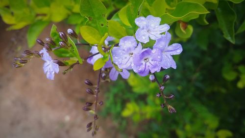 Close-up of purple flowering plant