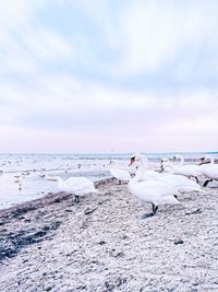 View of seagulls on beach against sky