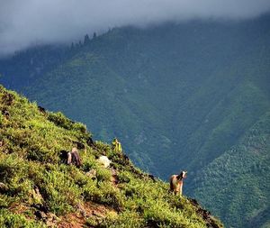 Scenic view of landscape